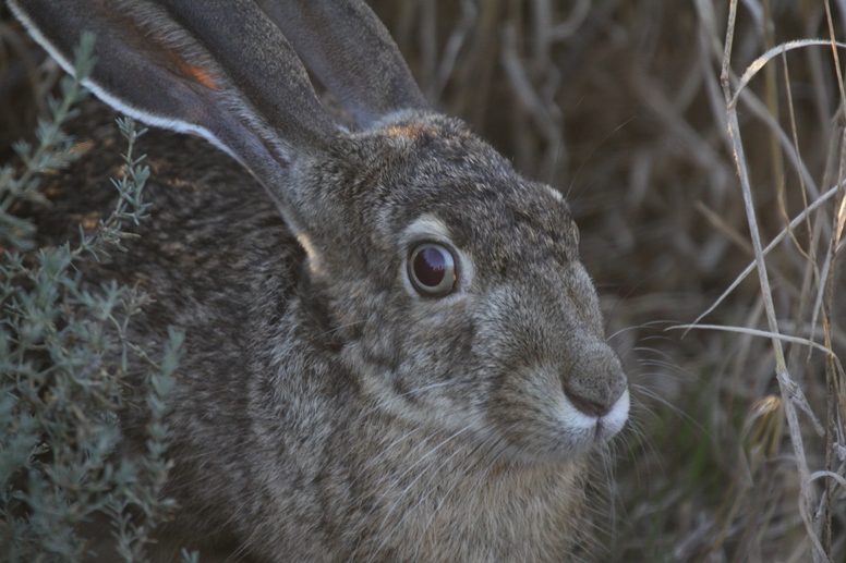 hare